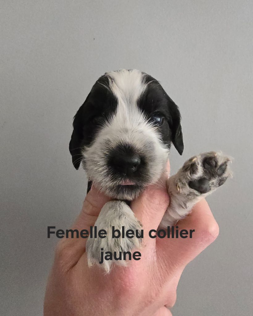 Du Domaine De L'Eternel Filou - Chiot disponible  - Cocker Spaniel Anglais