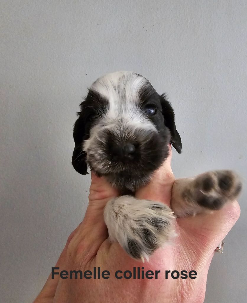 Du Domaine De L'Eternel Filou - Chiot disponible  - Cocker Spaniel Anglais