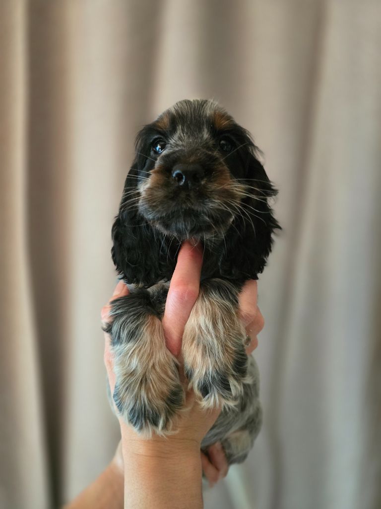 Du Domaine De L'Eternel Filou - Chiot disponible  - Cocker Spaniel Anglais