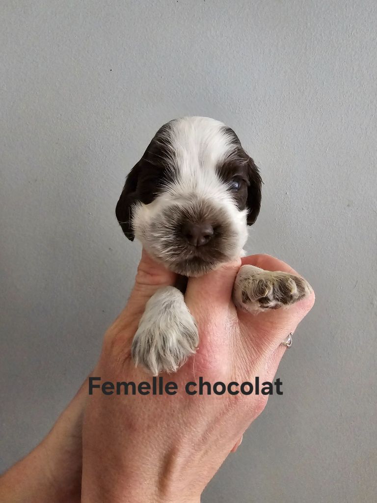 Du Domaine De L'Eternel Filou - Chiot disponible  - Cocker Spaniel Anglais