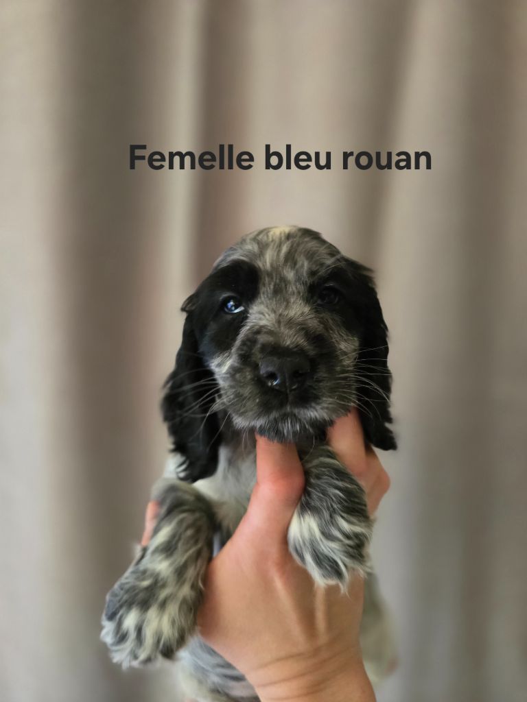 Du Domaine De L'Eternel Filou - Chiot disponible  - Cocker Spaniel Anglais