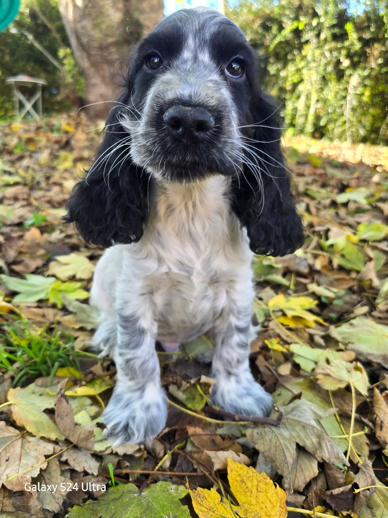 Du Domaine De L'Eternel Filou - Chiot disponible  - Cocker Spaniel Anglais