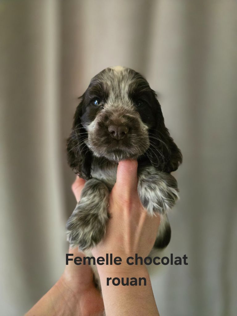 Du Domaine De L'Eternel Filou - Chiot disponible  - Cocker Spaniel Anglais