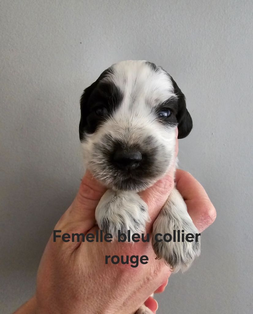 Du Domaine De L'Eternel Filou - Chiot disponible  - Cocker Spaniel Anglais