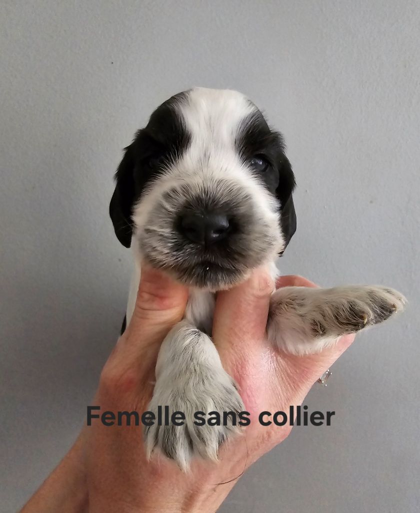 Du Domaine De L'Eternel Filou - Chiot disponible  - Cocker Spaniel Anglais