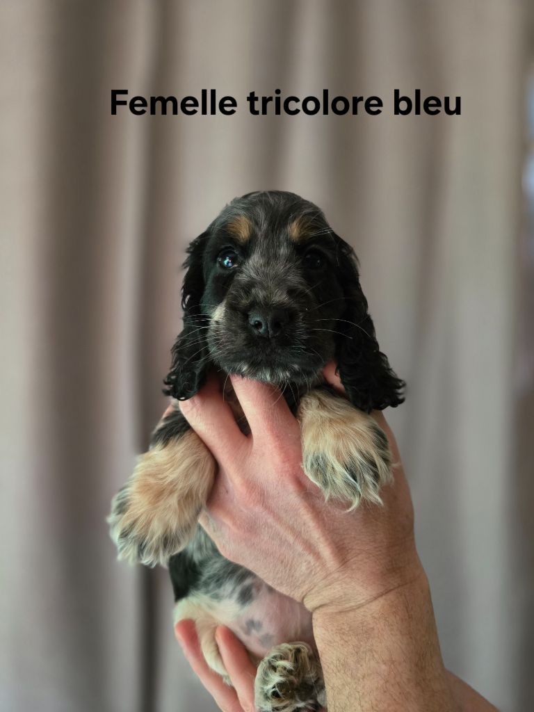 Du Domaine De L'Eternel Filou - Chiot disponible  - Cocker Spaniel Anglais