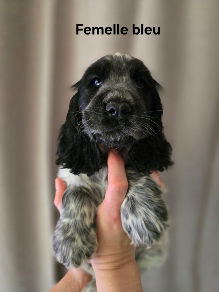 Du Domaine De L'Eternel Filou - Chiot disponible  - Cocker Spaniel Anglais