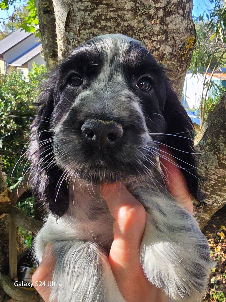 Du Domaine De L'Eternel Filou - Chiot disponible  - Cocker Spaniel Anglais