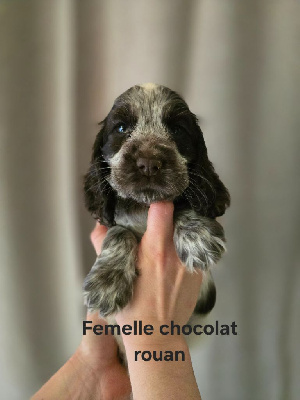 Du Domaine De L'Eternel Filou - Cocker Spaniel Anglais - Portée née le 15/11/2024