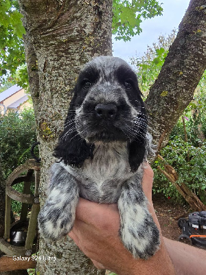 Du Domaine De L'Eternel Filou - Cocker Spaniel Anglais - Portée née le 30/07/2024