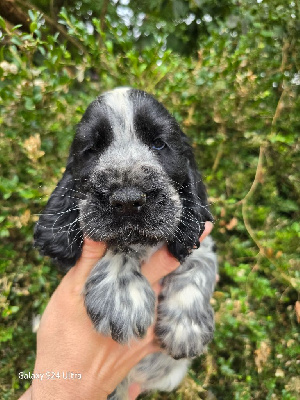 Du Domaine De L'Eternel Filou - Cocker Spaniel Anglais - Portée née le 13/07/2024