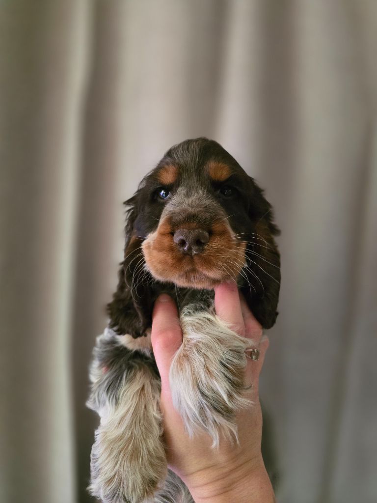 Du Domaine De L'Eternel Filou - Chiot disponible  - Cocker Spaniel Anglais