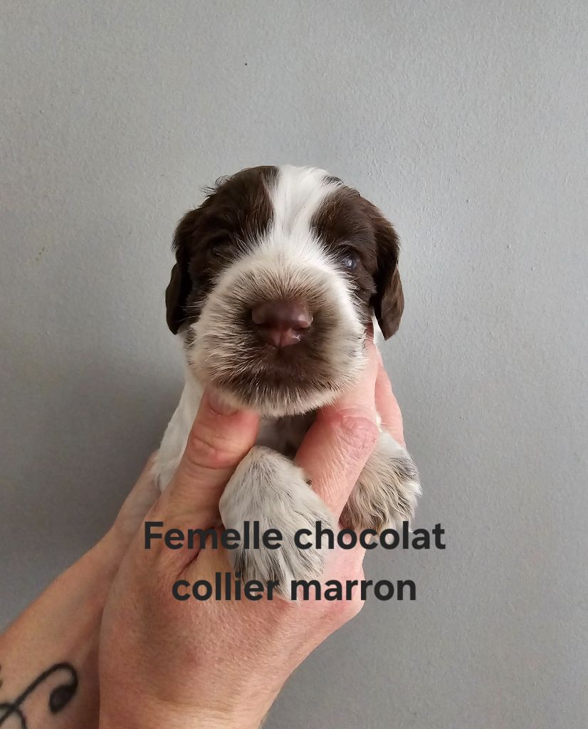 Du Domaine De L'Eternel Filou - Chiot disponible  - Cocker Spaniel Anglais