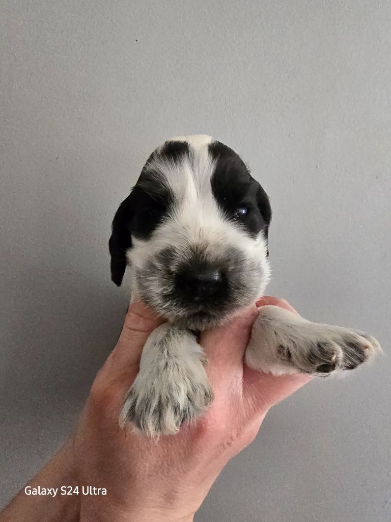 Du Domaine De L'Eternel Filou - Chiot disponible  - Cocker Spaniel Anglais