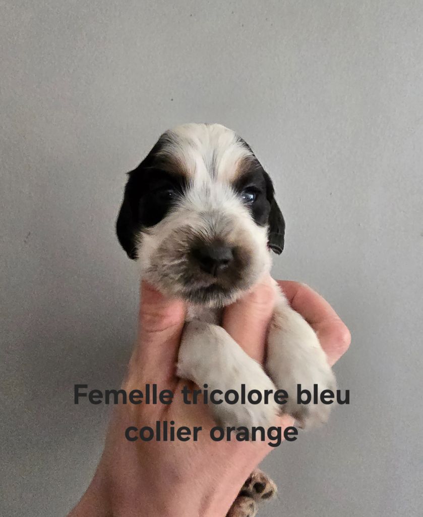 Du Domaine De L'Eternel Filou - Chiot disponible  - Cocker Spaniel Anglais