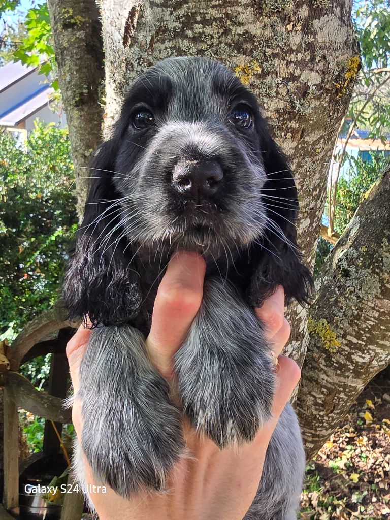 Du Domaine De L'Eternel Filou - Chiot disponible  - Cocker Spaniel Anglais