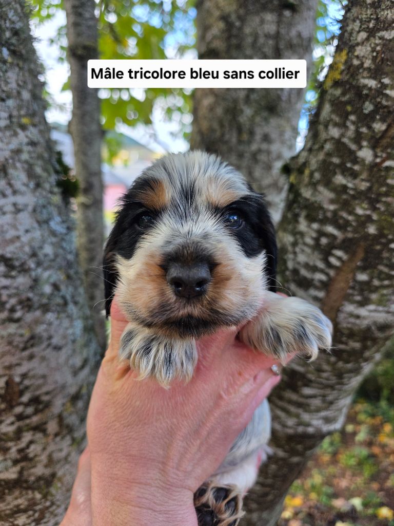 Du Domaine De L'Eternel Filou - Chiots disponibles - Cocker Spaniel Anglais