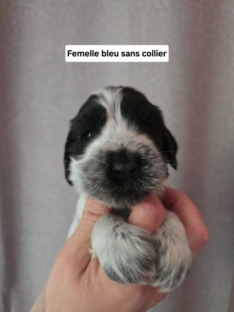 Du Domaine De L'Eternel Filou - Chiots disponibles - Cocker Spaniel Anglais