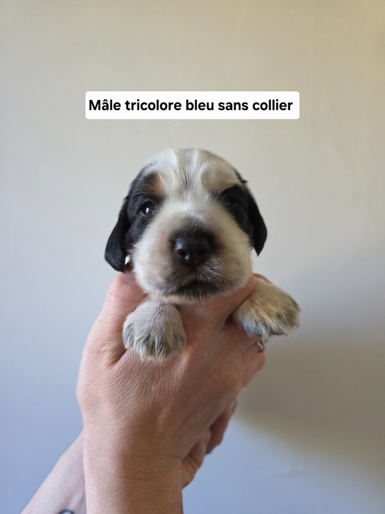 Du Domaine De L'Eternel Filou - Chiots disponibles - Cocker Spaniel Anglais