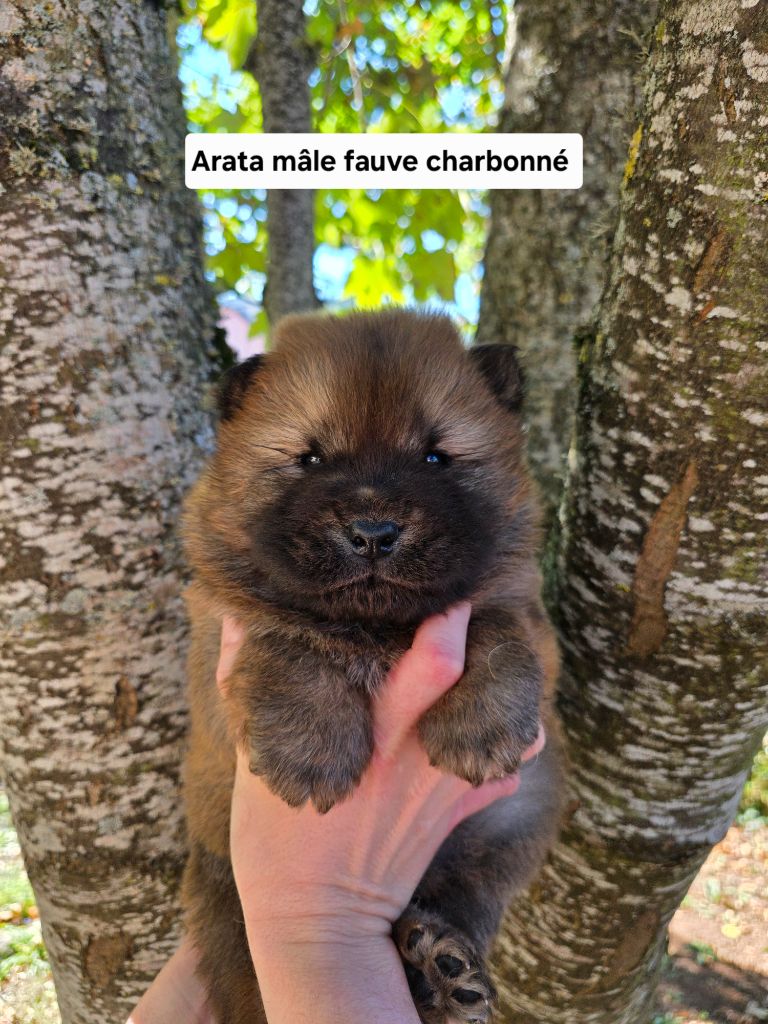 Du Domaine De L'Eternel Filou - Chiots disponibles - Chow Chow
