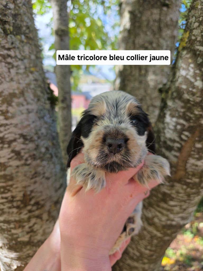 Du Domaine De L'Eternel Filou - Chiots disponibles - Cocker Spaniel Anglais