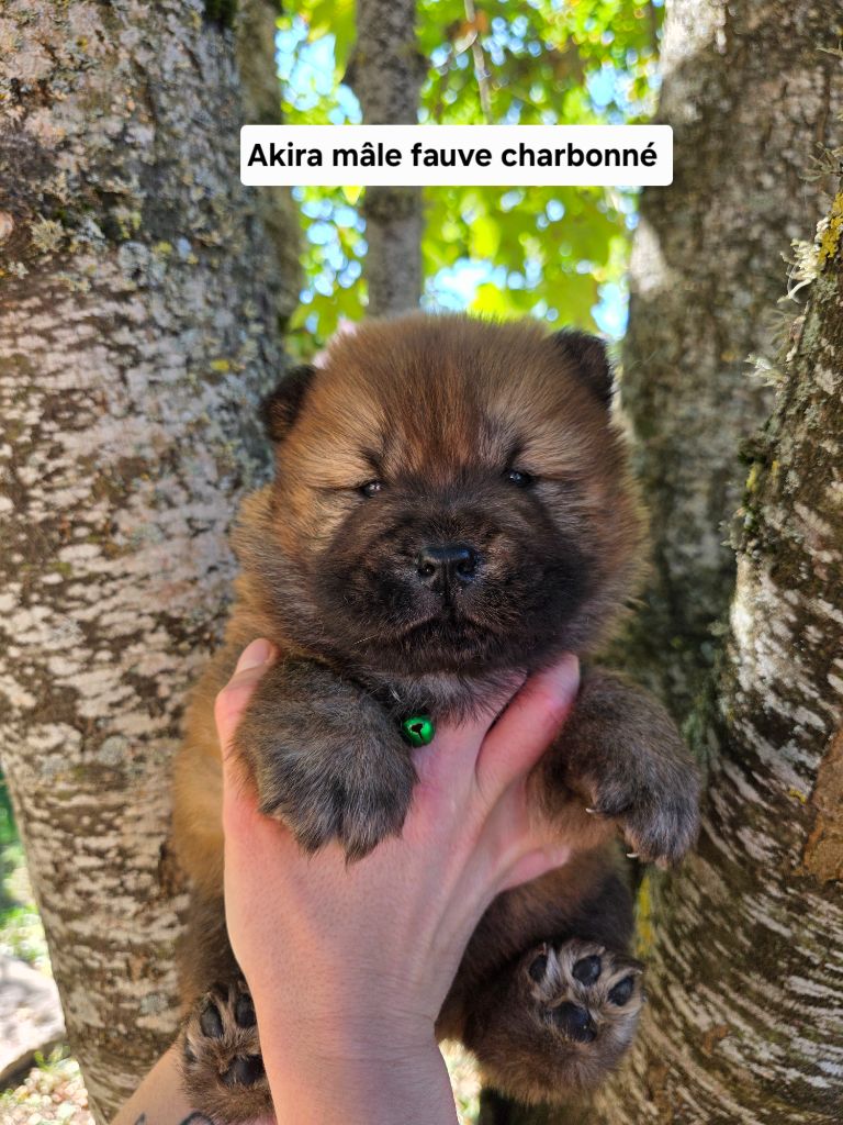 Du Domaine De L'Eternel Filou - Chiots disponibles - Chow Chow