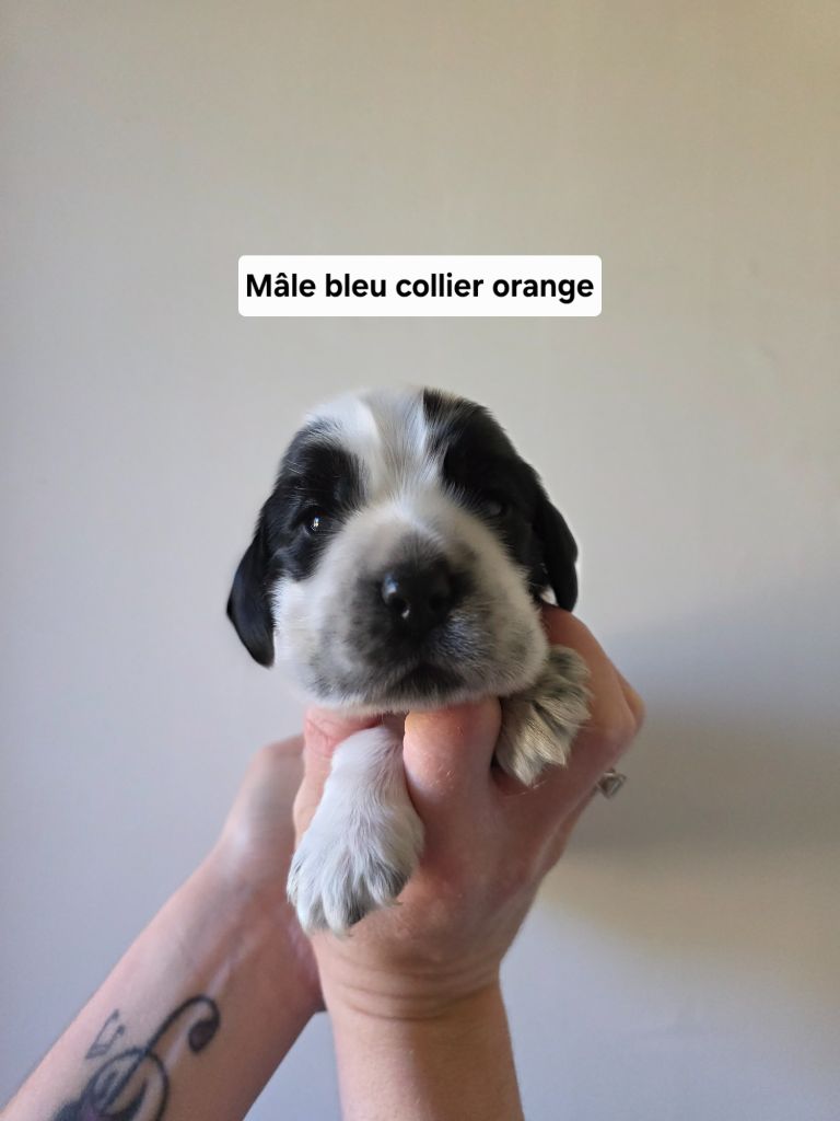Du Domaine De L'Eternel Filou - Chiots disponibles - Cocker Spaniel Anglais