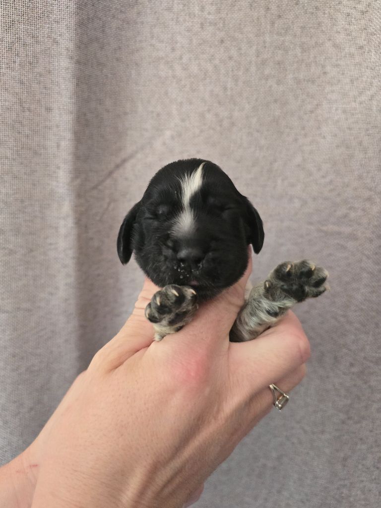 Du Domaine De L'Eternel Filou - Chiots disponibles - Cocker Spaniel Anglais