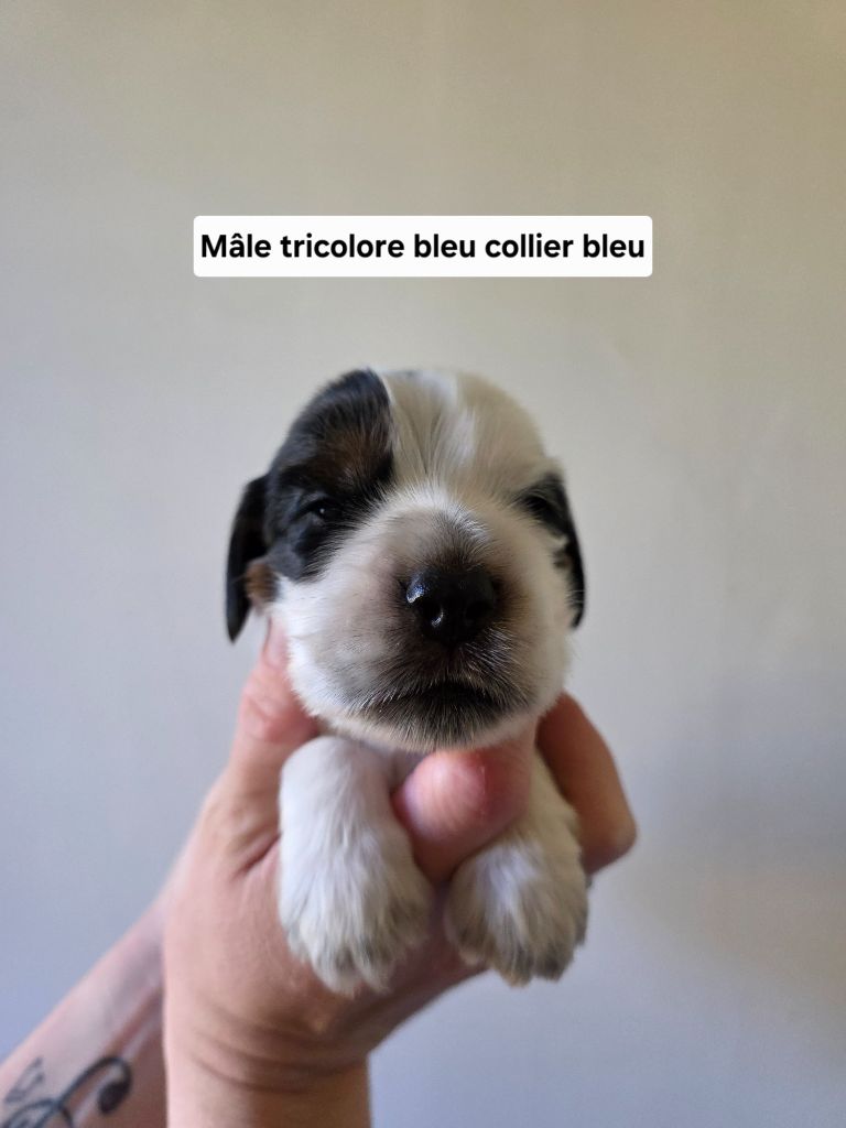 Du Domaine De L'Eternel Filou - Chiots disponibles - Cocker Spaniel Anglais