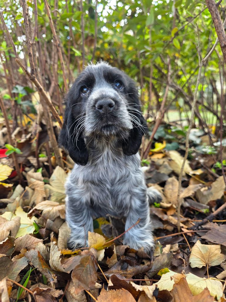Du Domaine De L'Eternel Filou - Chiots disponibles - Cocker Spaniel Anglais