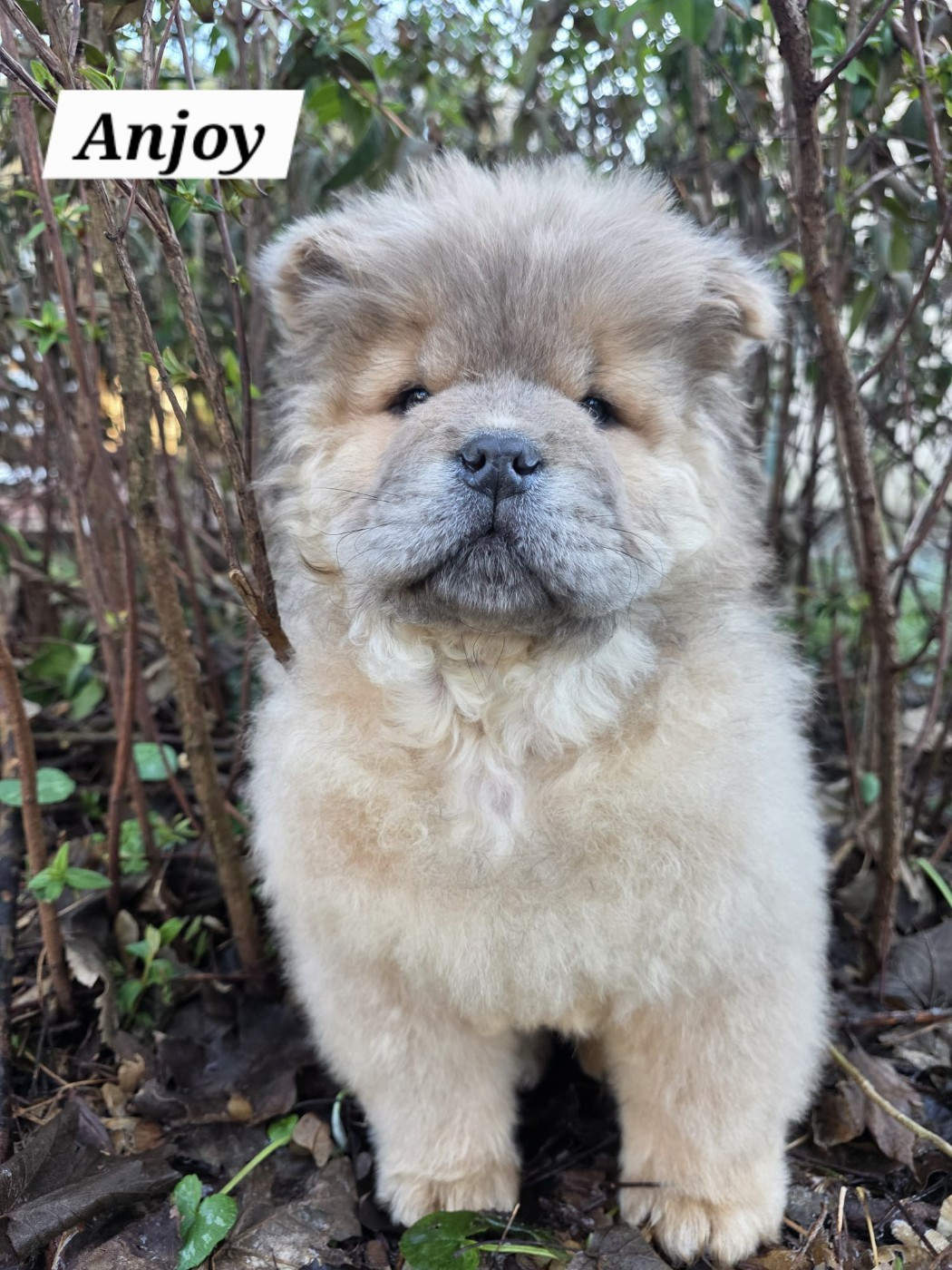 Du Domaine De L'Eternel Filou - Chiots disponibles - Chow Chow