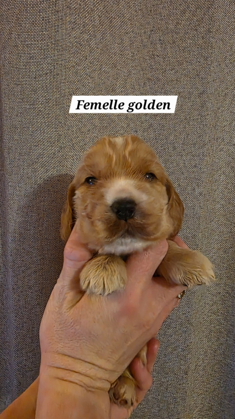 Du Domaine De L'Eternel Filou - Chiots disponibles - Cocker Spaniel Anglais