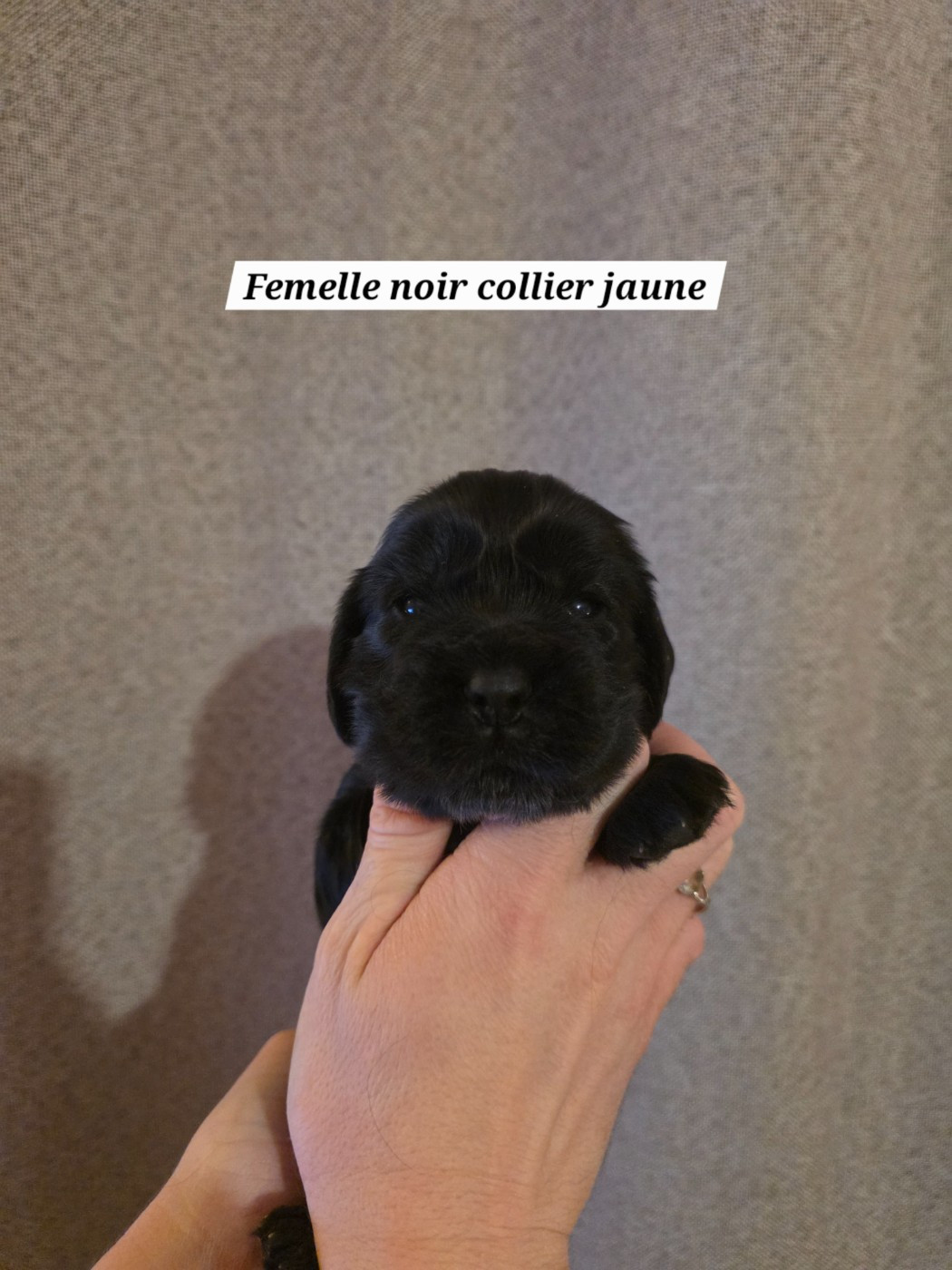 Du Domaine De L'Eternel Filou - Chiots disponibles - Cocker Spaniel Anglais