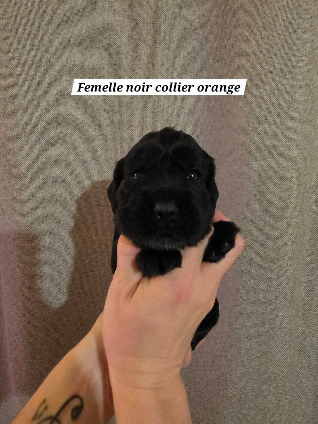 Du Domaine De L'Eternel Filou - Chiots disponibles - Cocker Spaniel Anglais
