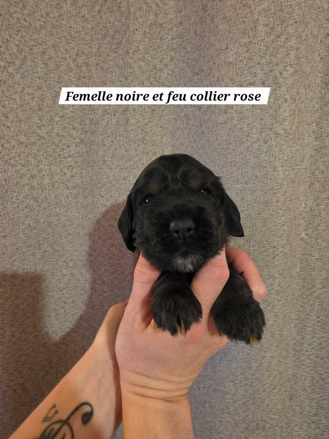 Du Domaine De L'Eternel Filou - Chiots disponibles - Cocker Spaniel Anglais