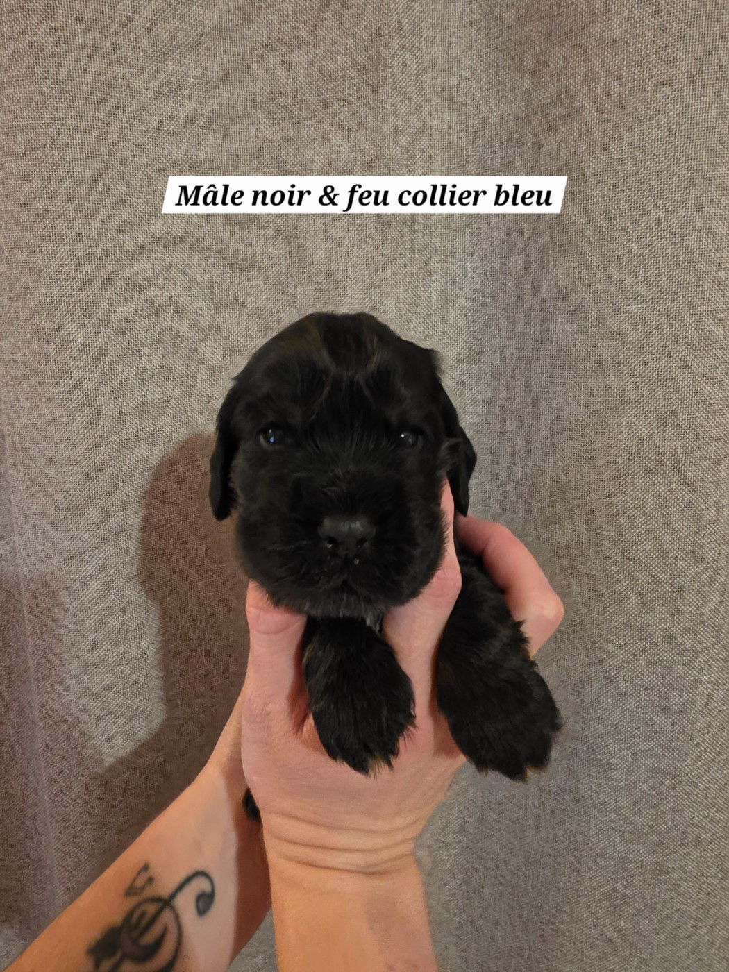 Du Domaine De L'Eternel Filou - Chiots disponibles - Cocker Spaniel Anglais