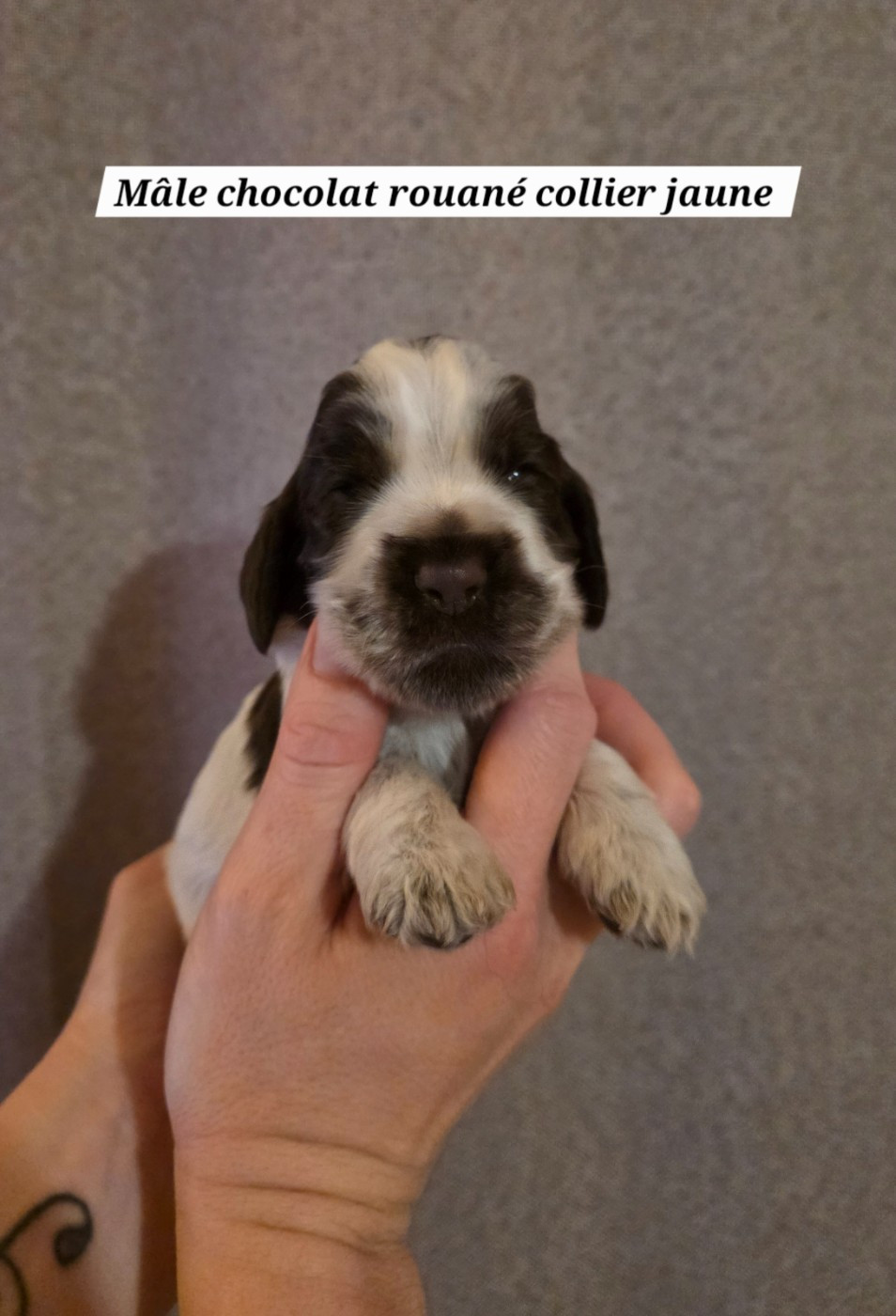 Du Domaine De L'Eternel Filou - Chiots disponibles - Cocker Spaniel Anglais