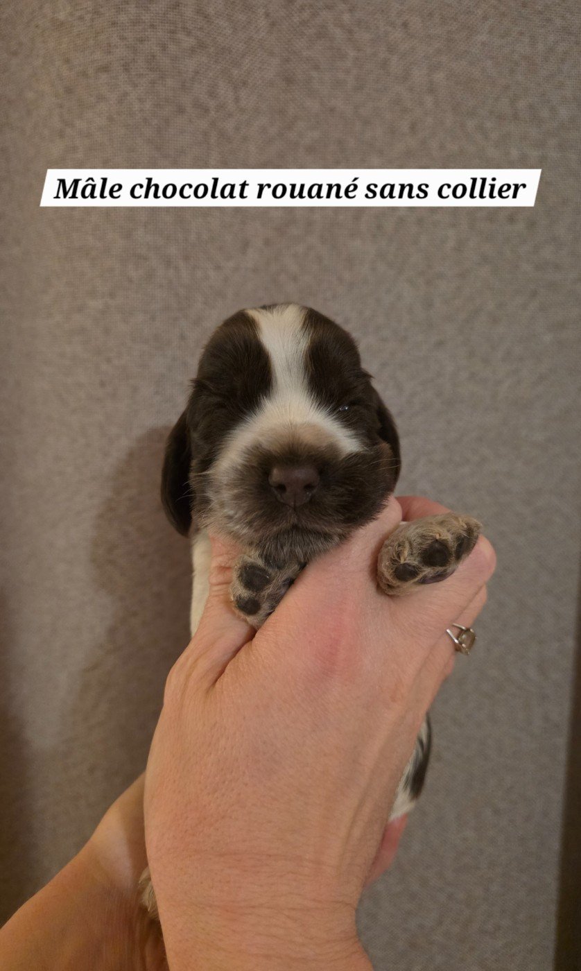 Du Domaine De L'Eternel Filou - Chiots disponibles - Cocker Spaniel Anglais