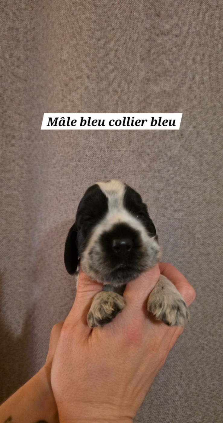 Du Domaine De L'Eternel Filou - Chiots disponibles - Cocker Spaniel Anglais