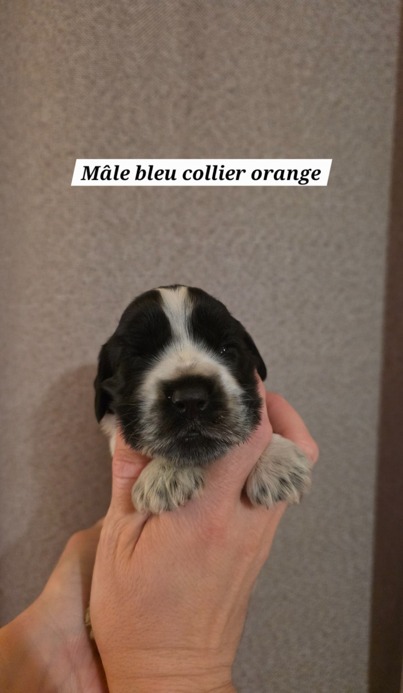 Du Domaine De L'Eternel Filou - Chiots disponibles - Cocker Spaniel Anglais