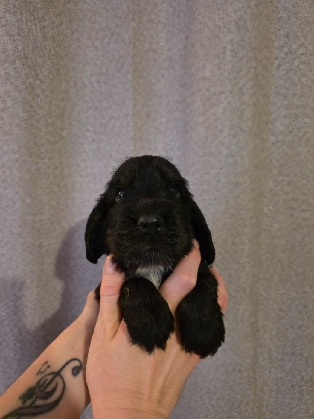 Du Domaine De L'Eternel Filou - Chiots disponibles - Cocker Spaniel Anglais