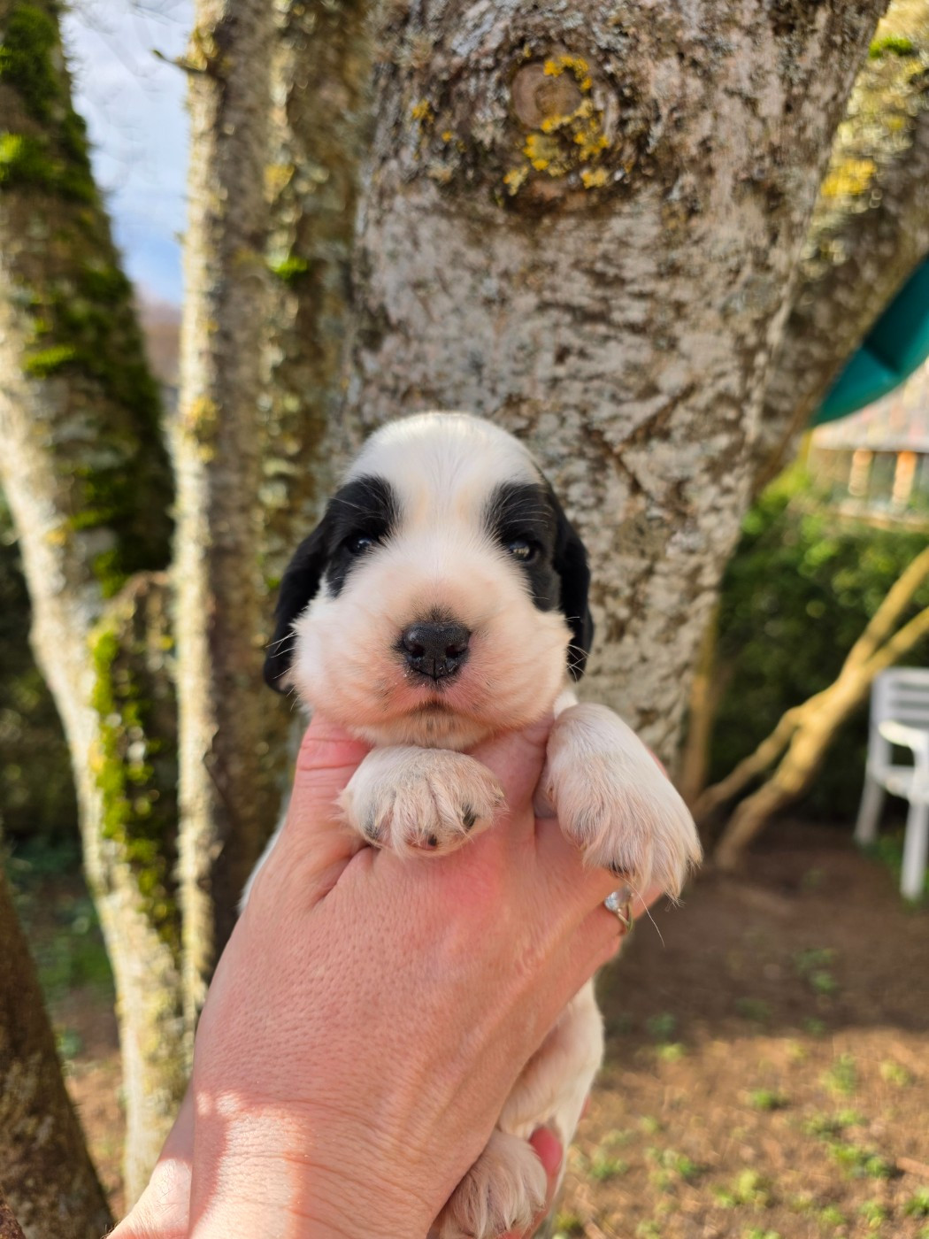 Du Domaine De L'Eternel Filou - Chiots disponibles - Cocker Spaniel Anglais