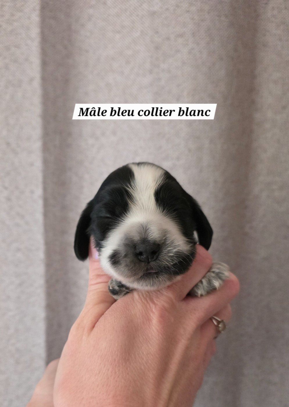 Du Domaine De L'Eternel Filou - Chiots disponibles - Cocker Spaniel Anglais