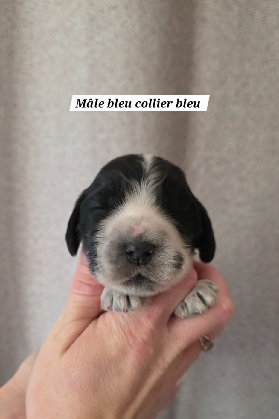 Du Domaine De L'Eternel Filou - Chiots disponibles - Cocker Spaniel Anglais