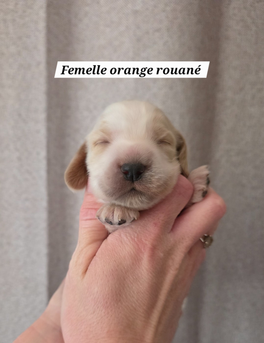 Du Domaine De L'Eternel Filou - Chiots disponibles - Cocker Spaniel Anglais