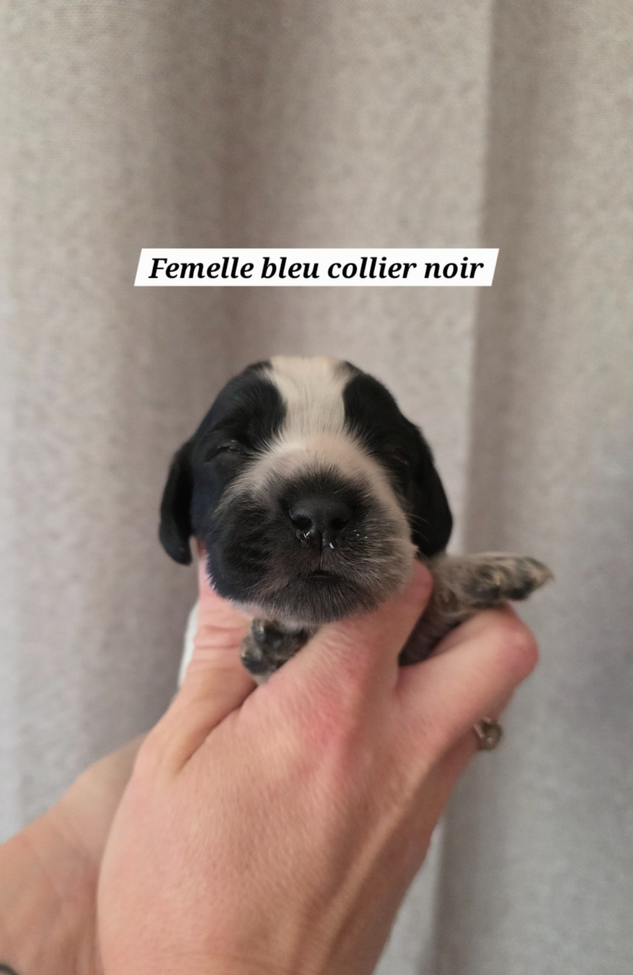 Du Domaine De L'Eternel Filou - Chiots disponibles - Cocker Spaniel Anglais