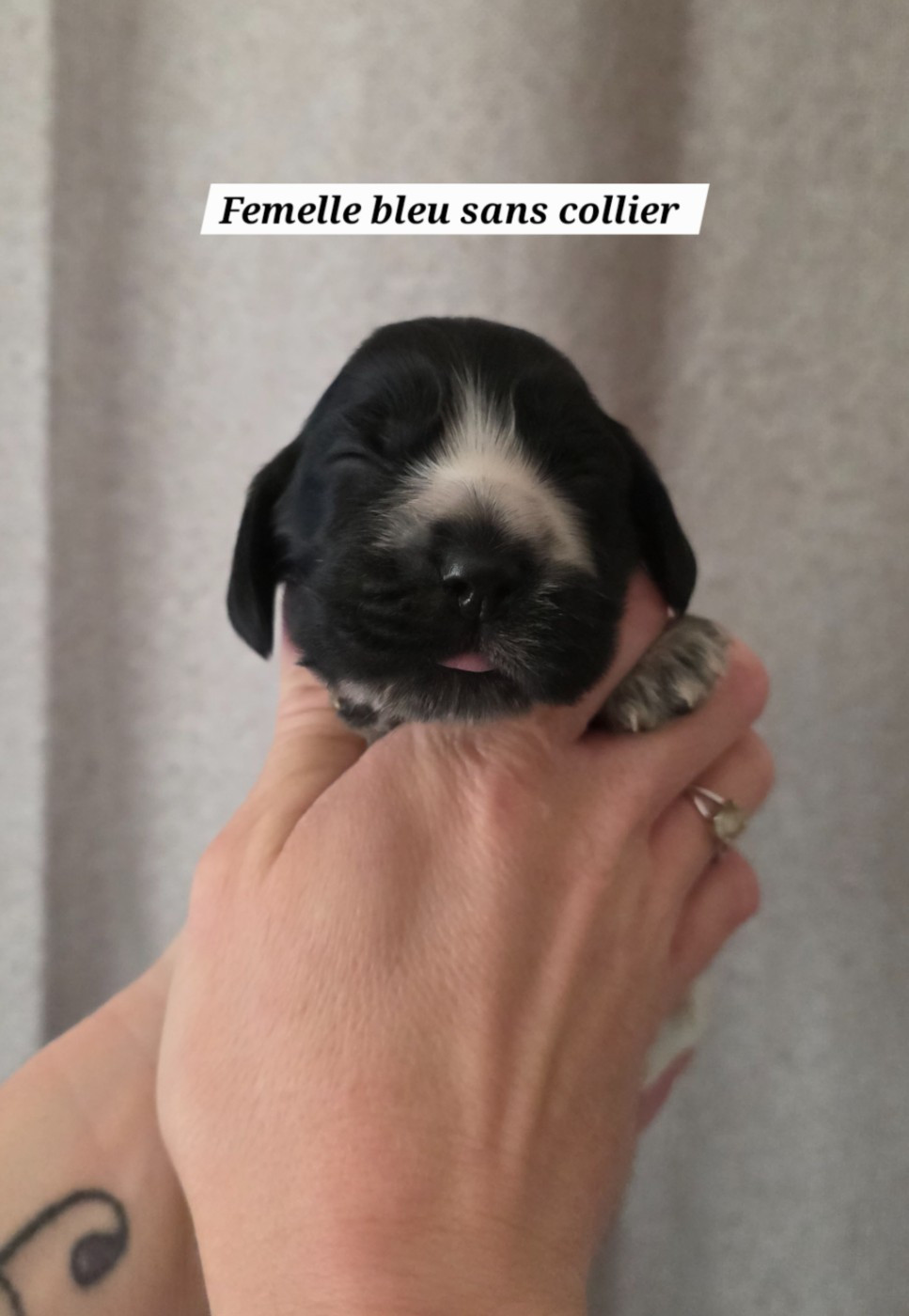 Du Domaine De L'Eternel Filou - Chiots disponibles - Cocker Spaniel Anglais