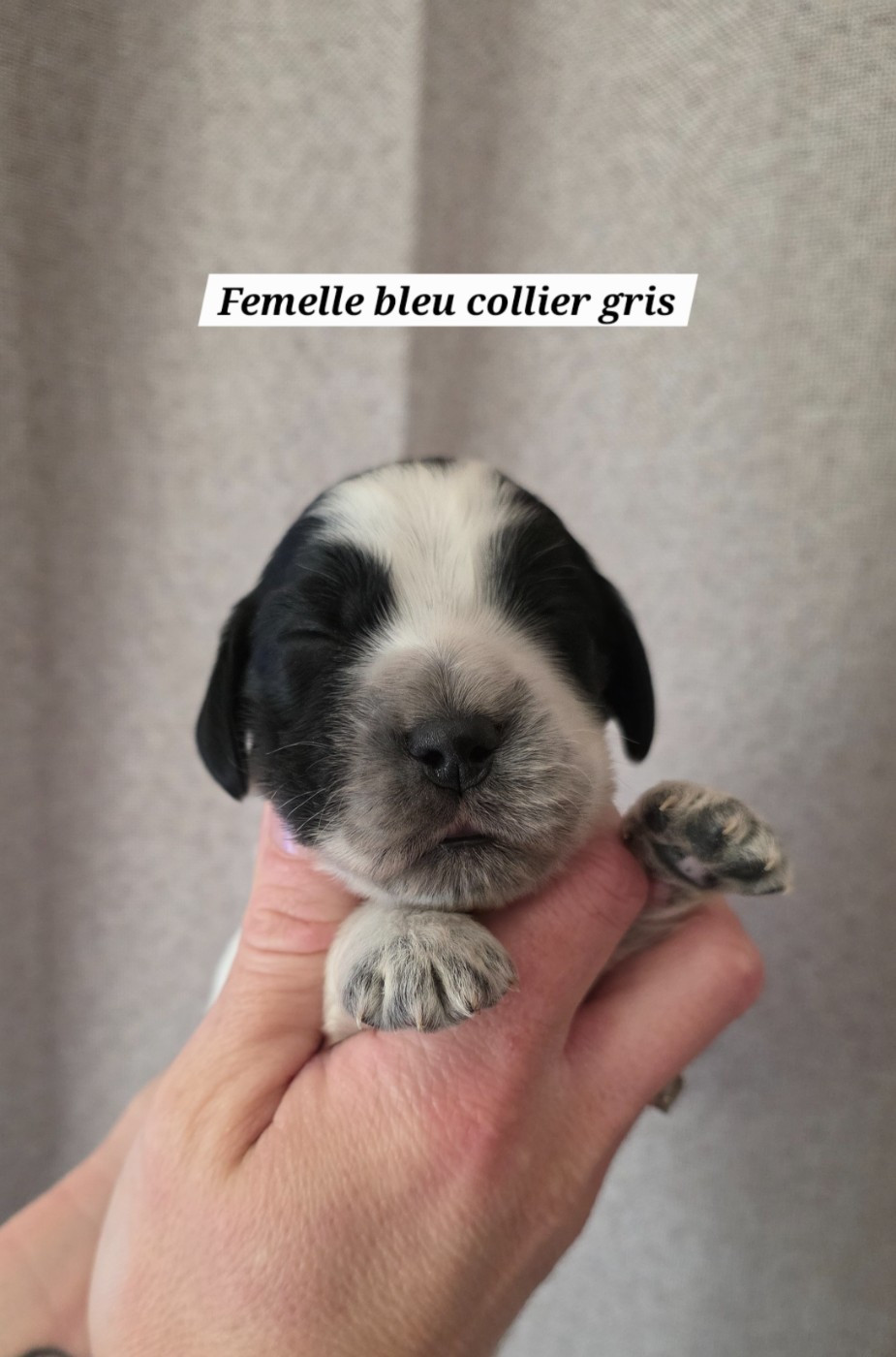 Du Domaine De L'Eternel Filou - Chiots disponibles - Cocker Spaniel Anglais