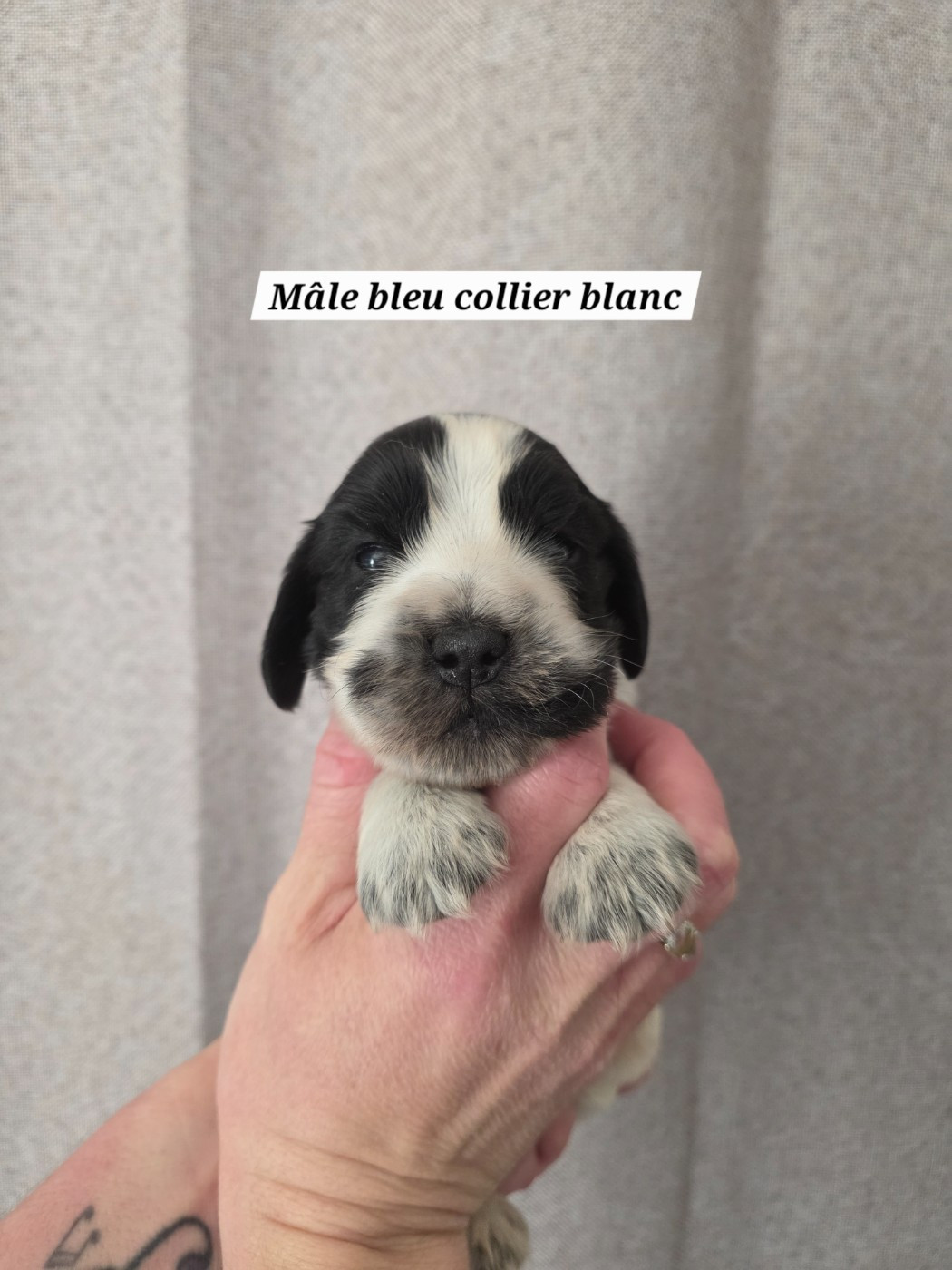 Du Domaine De L'Eternel Filou - Chiots disponibles - Cocker Spaniel Anglais