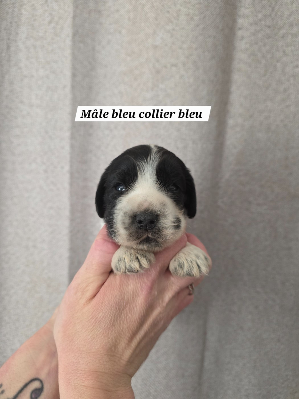 Du Domaine De L'Eternel Filou - Chiots disponibles - Cocker Spaniel Anglais